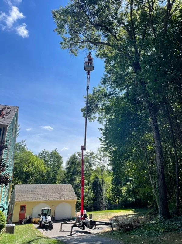 Troy Tree boom lift raised high into a tree canopy with an operator in the bucket