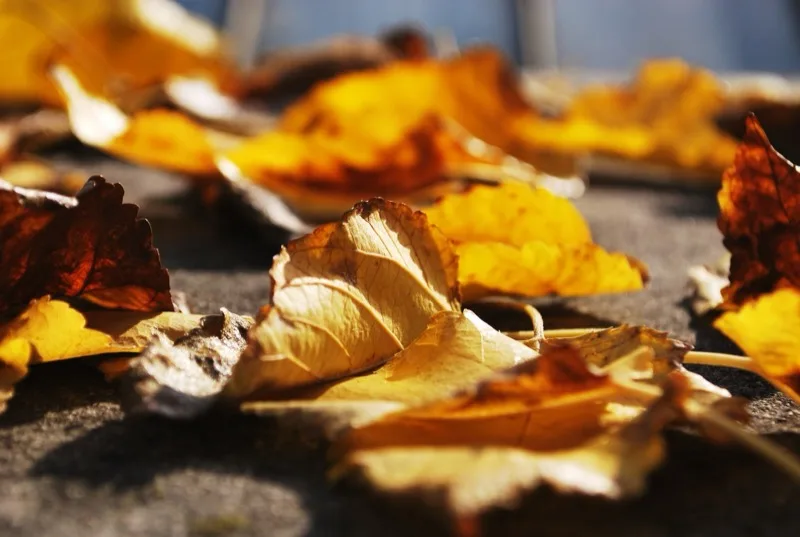 Close-up of golden autumn leaves on the ground