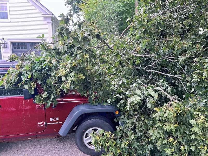 A Jeep pinned under a large fallen tree branch after a storm