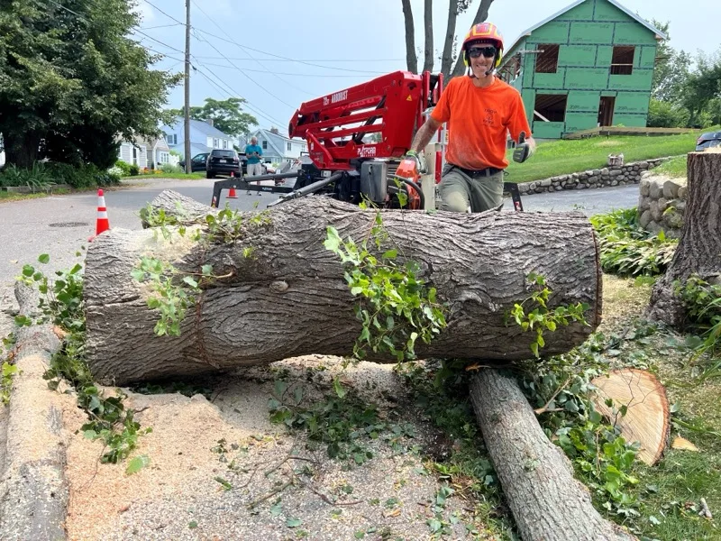 Troy Tree crew member giving a thumbs up beside a large cut tree trunk, boom lift in the background