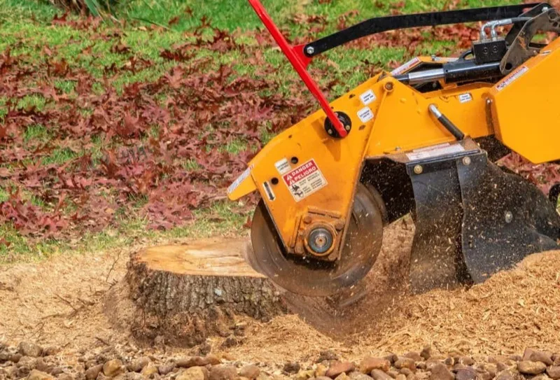Stump grinder machine chewing through a tree stump